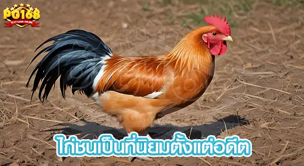 ไก่ชนเป็นที่นิยมตั้งแต่อดีต