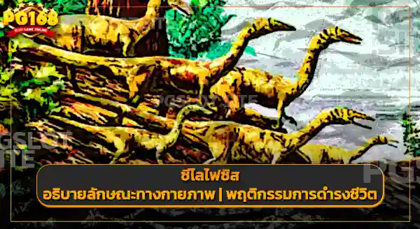 ซีโลไฟซิส