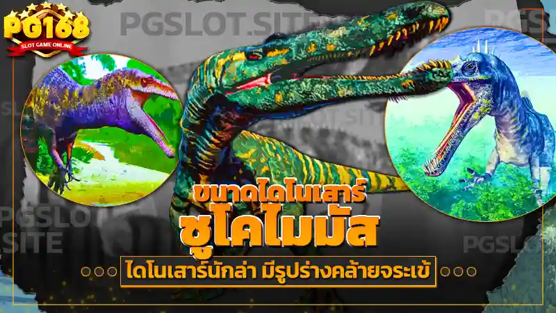 ขนาดไดโนเสาร์ ซูโคไมมัส